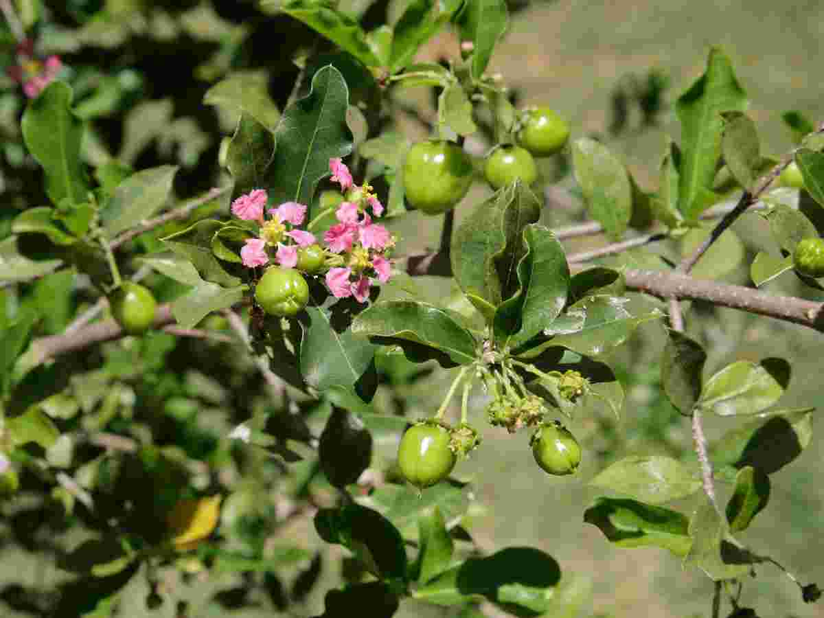 Rhodiola Rosea