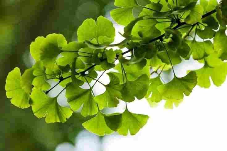 Amla Extract